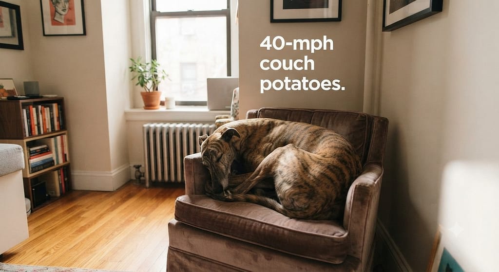 Greyhound apartment photo Greyhound comfortably in small apartment. Text: "40-mph couch potatoes."