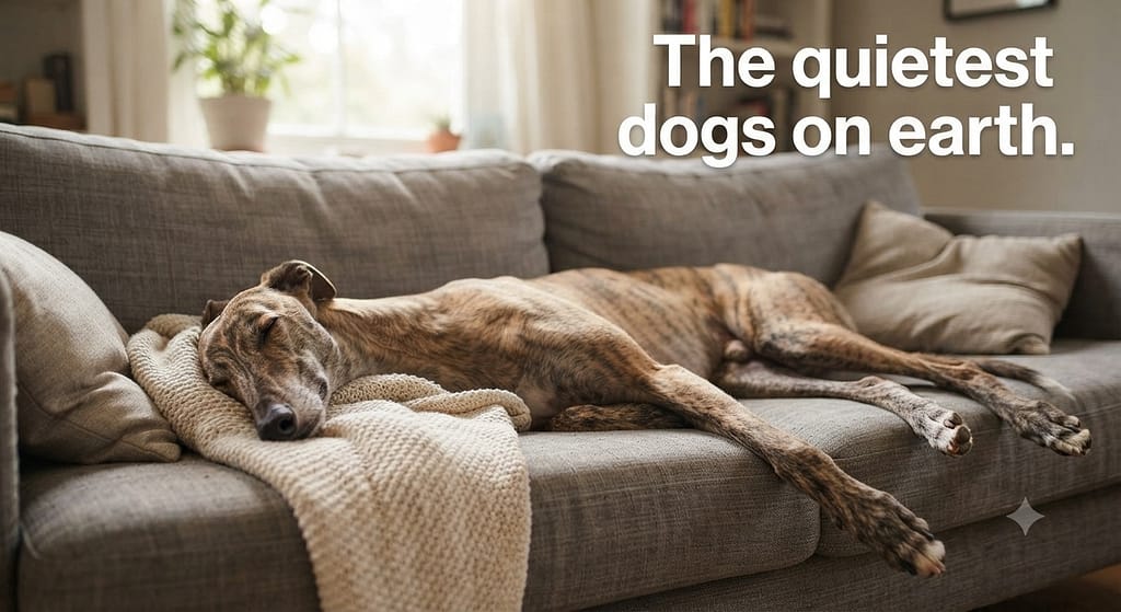 Greyhound sleeping on couch photo Greyhound stretched out, sleeping. Text: "The quietest dogs on earth."